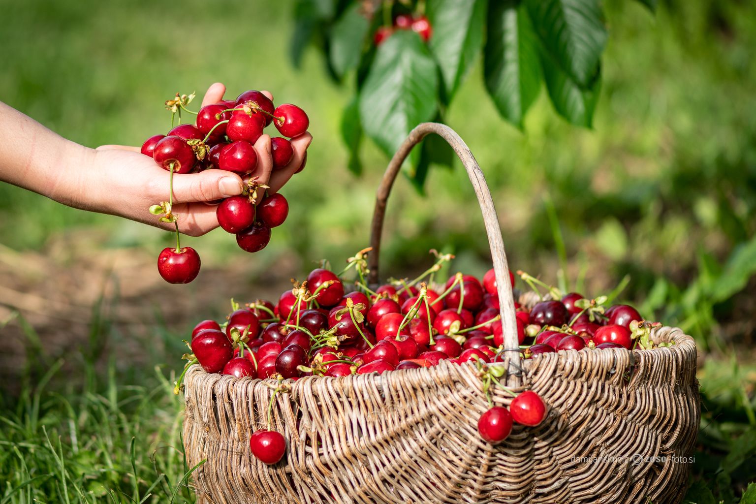 Češnje v košarici