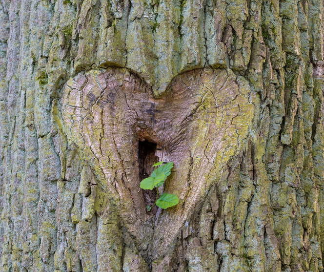 Simbolična slika za projekt GREEN2GETHER