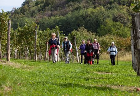 E30-160.Pot_med_vinogradi.jpg